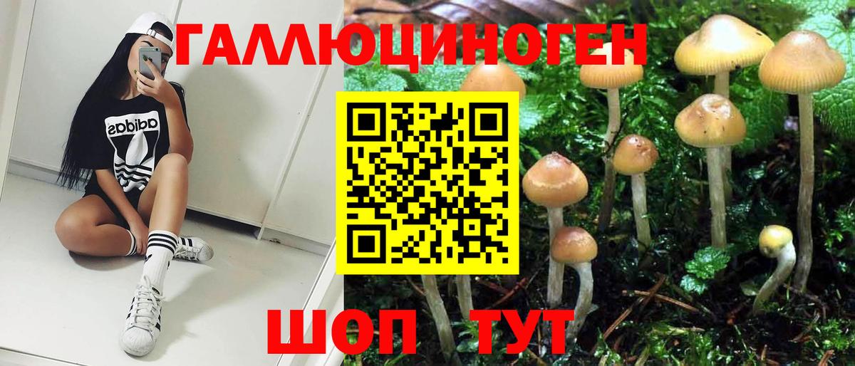 Псилоцибиновые грибы Psilocybine cubensis Королёв